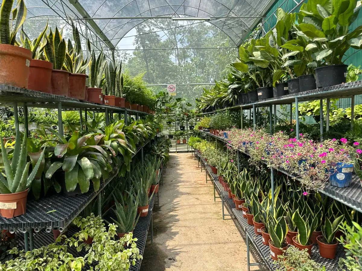 An aisle of potted plants in the greenhouse at the nursery