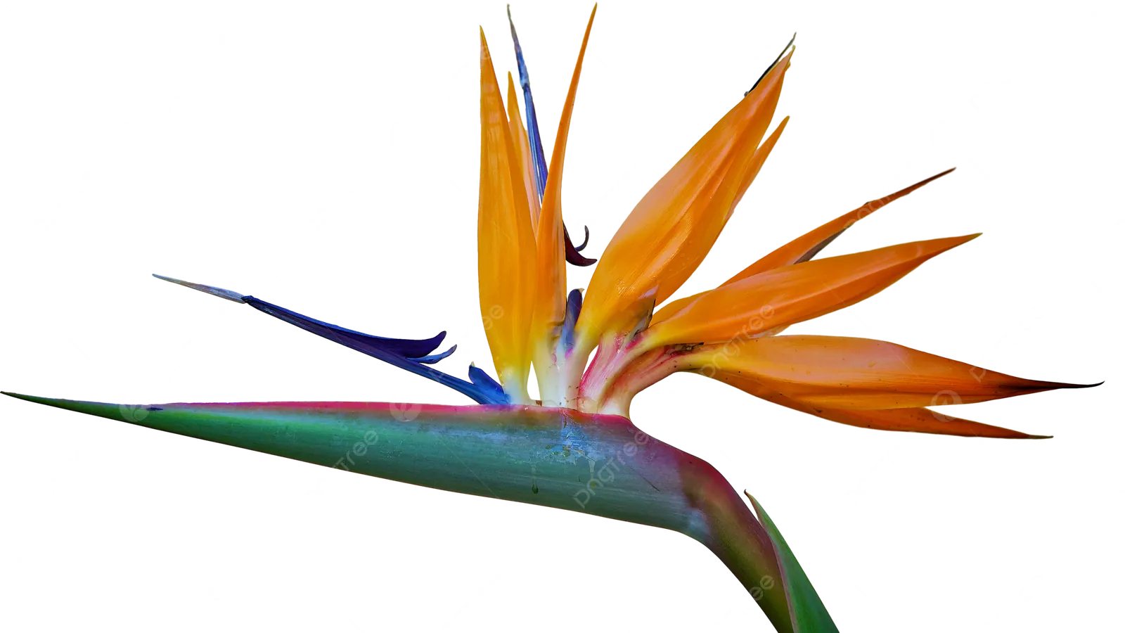 Bird of Paradise