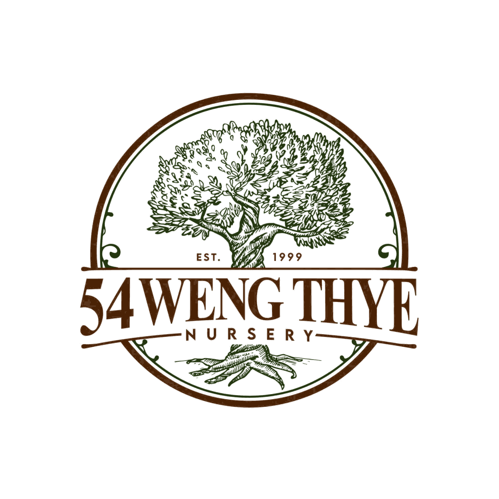 54 Weng Thye